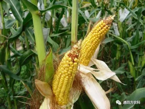 ���׶d���c�՗U��ԭ����