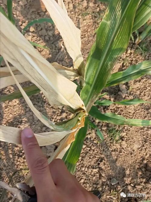 ���쵽����������ģʽ���_������������ɶΣ��������A����