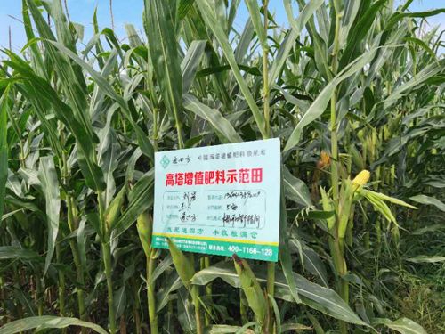 ��������ʾ������Ƭ